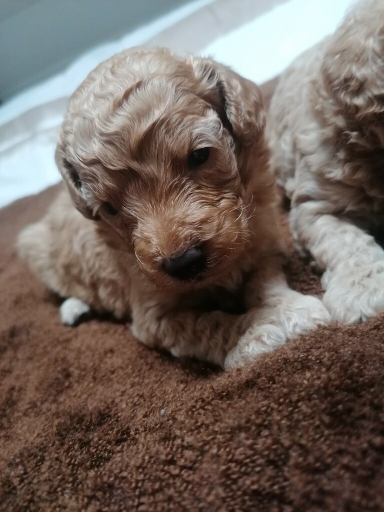 miniature poodle gumtree